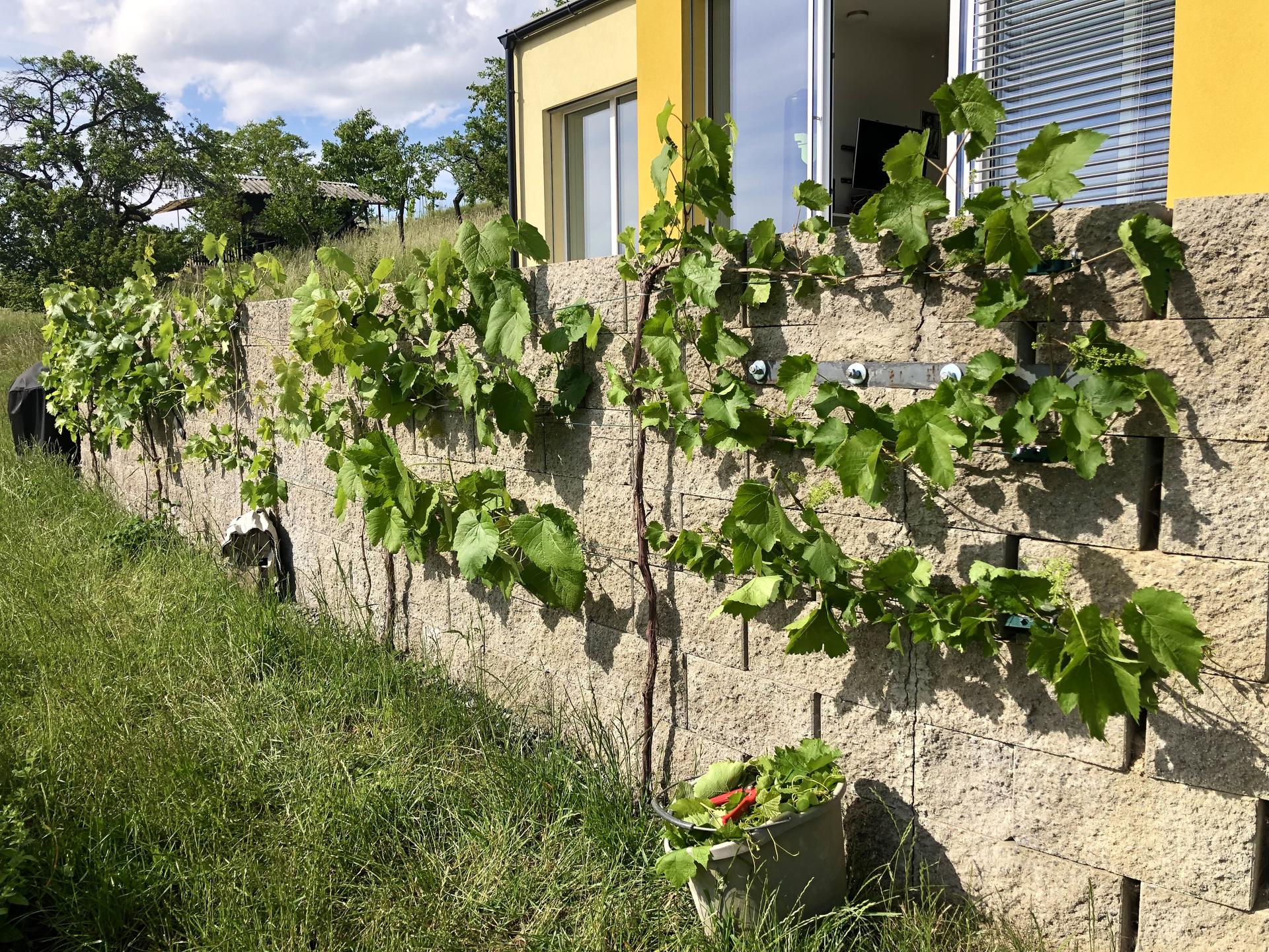 Skřítčí zahrada 2022 - Květen 2022 - letorosty vína jsem zakrátila, a některé spolu se zálistky vylámala