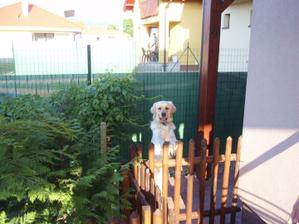nas strazca