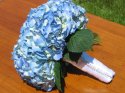 hortensie