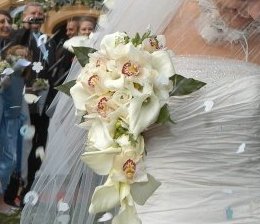Favoritka kytička z orchideí