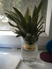 Ananasek sazeny 30.5.