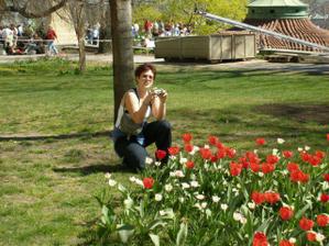Tulipánky tulituli .o)