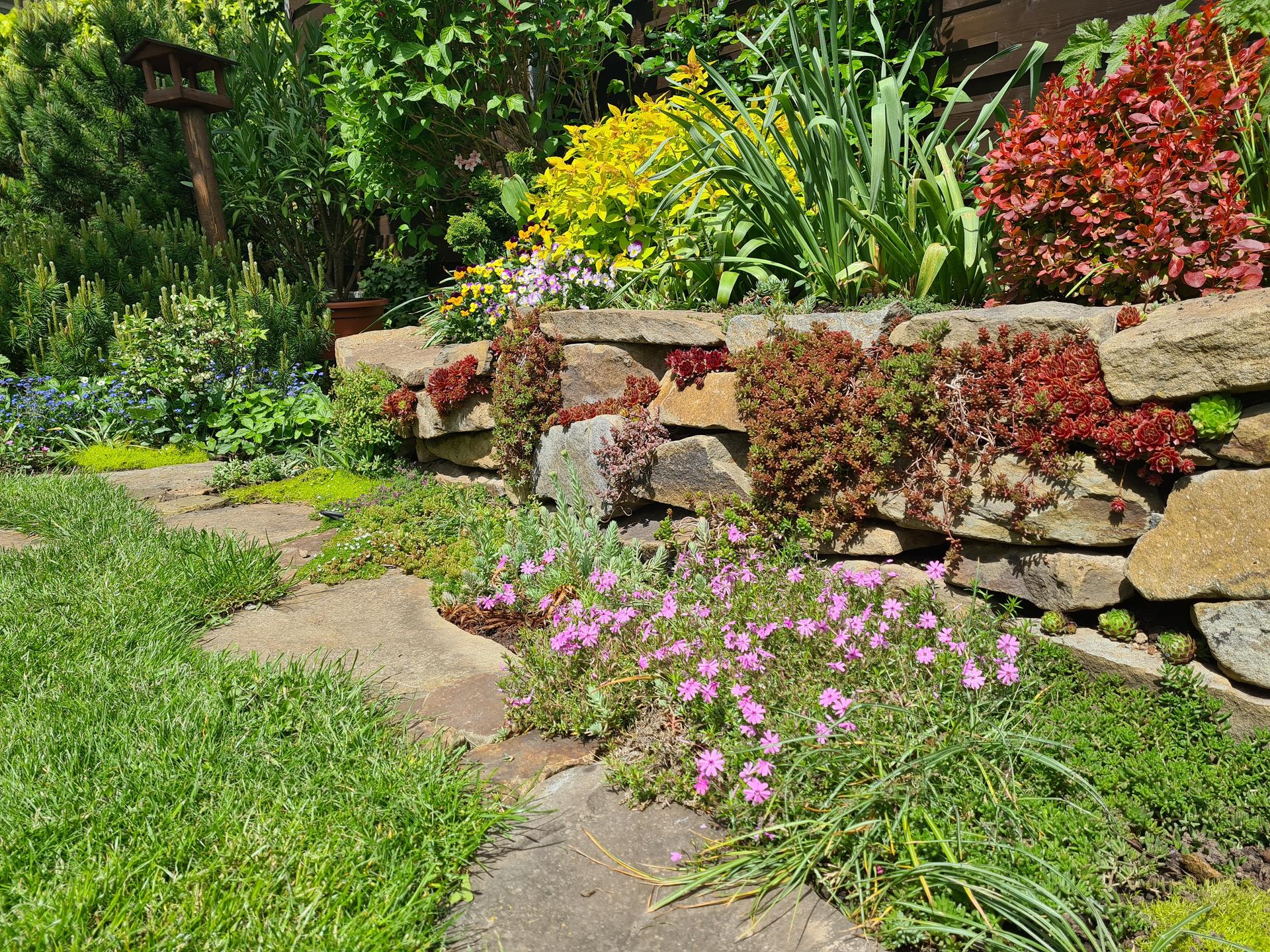 Naša záhradka 2021 - Kvitnu floxy.