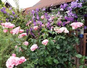 Fialový clematis sa ťahá aj po odkvitnutej vajgele,prerastá pomedzi konáre,a stalo sa mi,že sa každý kto prišiel ,pýtal,čo je ten fialový krík :)