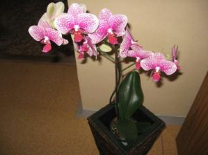 orchidejka,zrovna krásně kvete :)