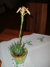 rozkvetlé Aloe