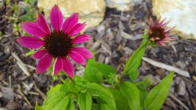 Echinacea, konečně mi vykvetla!