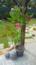 Oleandr