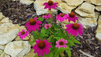 Letos zakoupená echinacea jede.