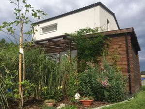 Krásně nám začíná zarůstat zahradní domek i pergola