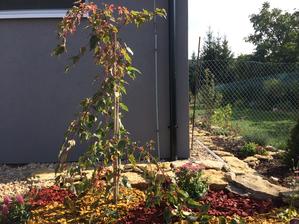 Javor (Acer Conspicuum "Red Flamingo")je krásně vybarvený