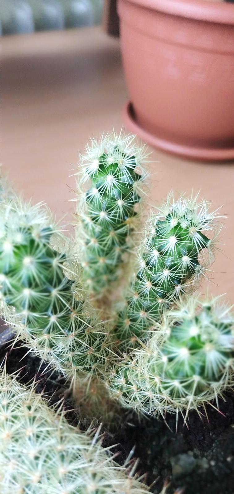 Kaktus Mammillaria elongata - Obrázok č. 3