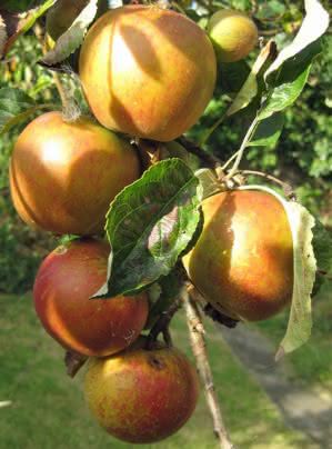 Ovocné stromčeky Jablone Hrušky Slivky Čerešne - Obrázok č. 3