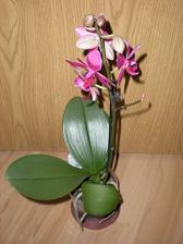 Fialová orchidea - malé kvietky (11/2010)