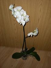 Biela orchidea, vysoká (11/2010)