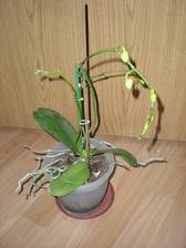 Biela orchidea - túto mám od roku 2008 (11/2008)