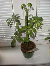 Schefflera (10/2010)