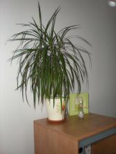 Dracaena