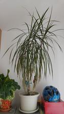 Dracaena (7/2016)