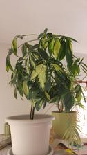 Schefflera (7/2016)