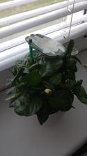 Gardenia jazminovita (12/2016)