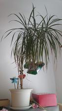 Dracaena (5/2017)