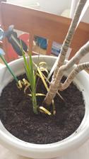 Dracaena ma babatko :-)