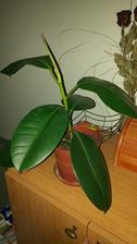 Ficus elastica (6/2017)