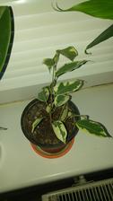 Ficus panasovany (6/2017)