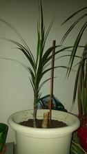 Dracaena baby (6/2017)