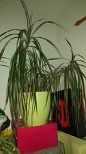 Dracaena odrezane vyhonky (6/2017)
