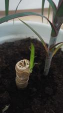Dracaena (8/2017)