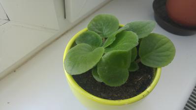 Fialka (8/2017) - vypestovana z listku