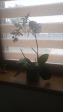 Ziva odkvitnuta orchidea, umele kvety :-)