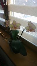 Orchidejka (12/2017) - 3 stonky