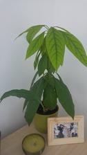 Avokado (12/2017)
