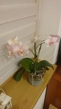 Orchidea - 2/2018