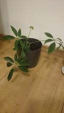 Schaefflera od kolegyne - 2/2018