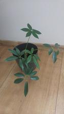 Schaefflera (4/2018)