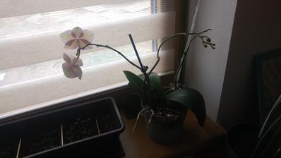 (4/2018)