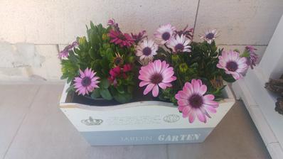 Osteospermum (kupene 4/2018)
