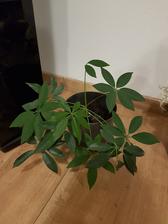 Schaefflera od kolegyne (10/2018)