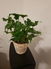 Philodendron atom (tesco 10/2018)