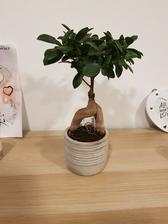 ficus bonsai (1/2019)