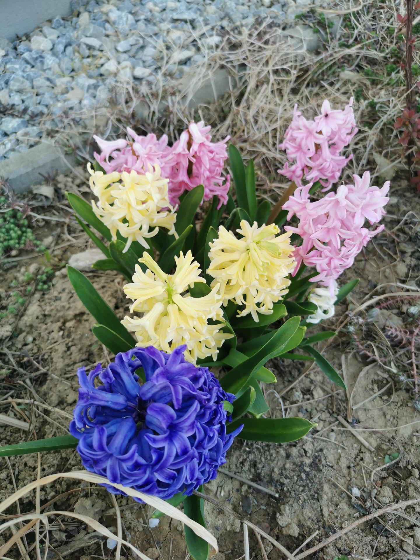 Okrasne zahony - hyacinty