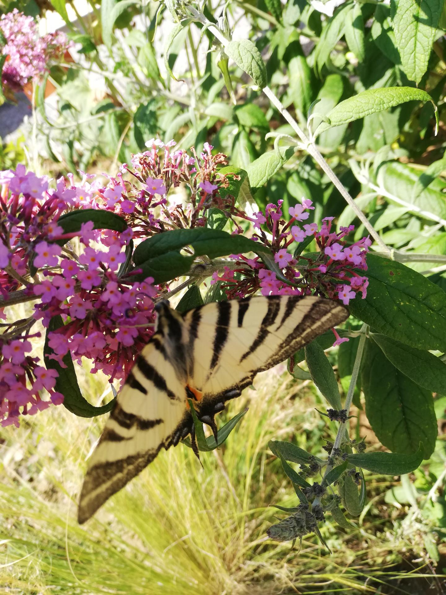 Budujeme okrasnú aj úžitkovú záhradu - 1.8.2022 Motýle sú pobláznené za budlejami. Vidlochvosty chodia každý deň aj štyri kúsky naraz.