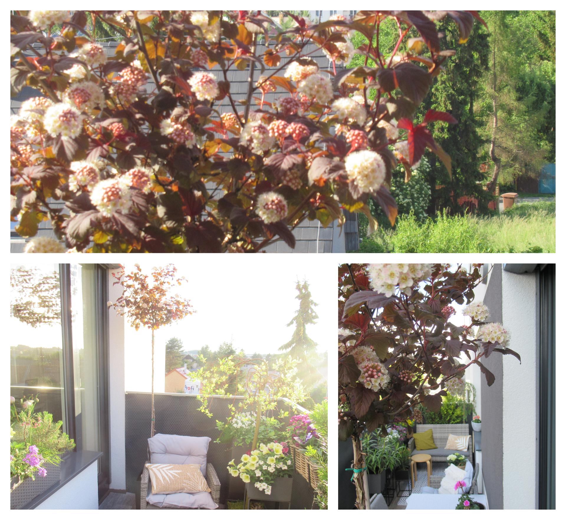 Naše malé "venku"🌸🌺 - Má Tavola na kmínku, přežila zimu v květináči na balkoně a letos nádherně vykvetla, mám z ní radost :)  Hezkou sobotu, i když u nás bude zřejmě deštivá.