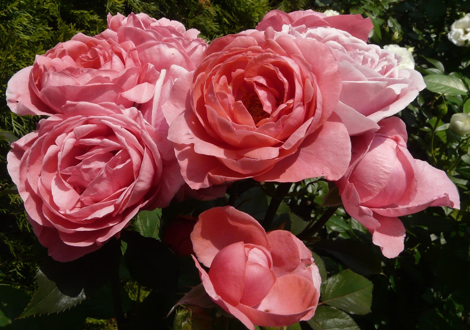 Ruže - Kordes ... a iné - Gartenprincessin Marie-Jose