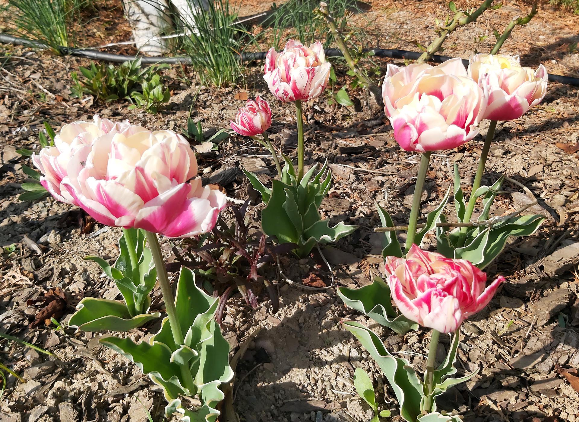 Tulipány .... a iní poslovia jari - tieto raz dostala nevesta ako jarnú dekoráciu. Cibulky sme posadili a úspešne sa rozmnožujú
