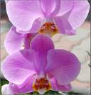 na vyzdobu auta..fialova orchidea a biely tyl alebo organza